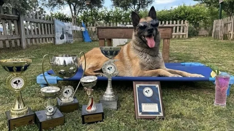 Afetlerde görev alıp, sayısız yaşamın kurtarılmasına yardımcı oldu… Kahraman köpek ‘Bob’a acı veda