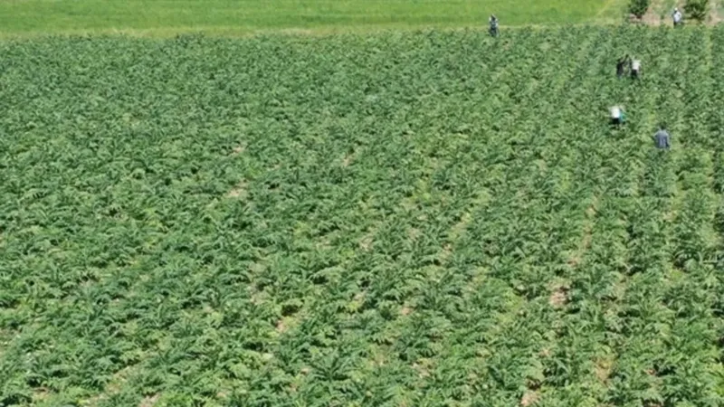 Sakız Enginarda Rekor Verim! Kazancı Katlandı