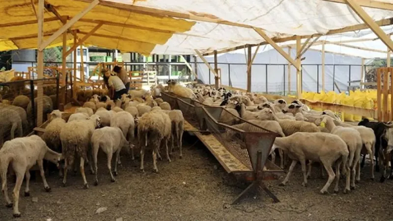 Bağcılar’da kurban pazarının gözdesi “Şampiyon” oldu! Kurban pazarları hijyenik ortamda alıcıları bekliyor