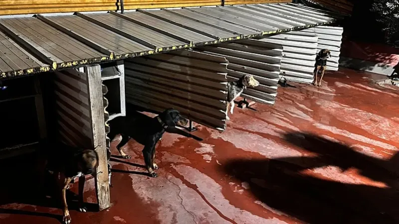 Balıkesir’de köpeklere sopayla işkence etmişti: Ekipler harekete geçti!