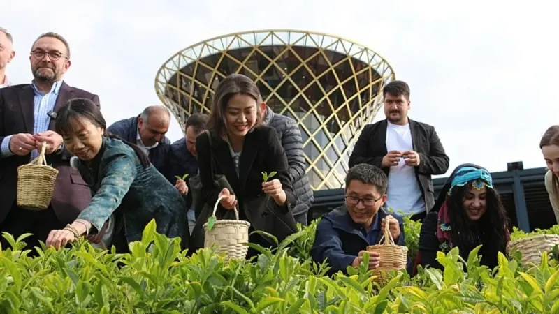 Çinli Bilim İnsanları Rize'de Çay Topladı! İşte O Anlar
