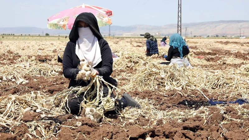 Gaziantep'te 10 bin tarım işçisiyle hasat başladı, marketlerde 150-200 TL olması bekleniyor