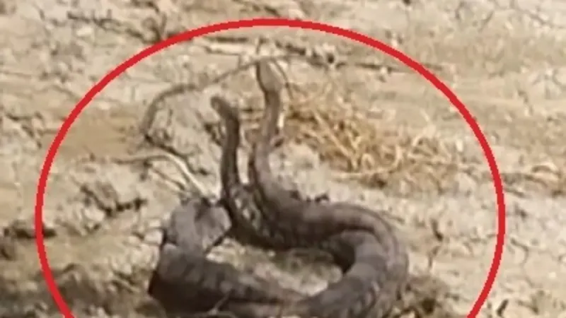 Hatay'da Yılan Dansı! Çiftleşme Anı Kamerada! Şoke Eden Görüntüler!