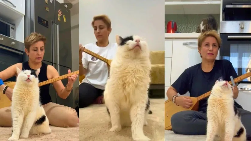 Keçi Kedi Bağlama ile Transa Geçti! Kolombiya Şaşkın