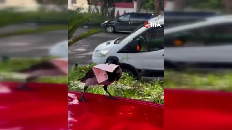 Mizah videosu çekmek istedi, 10 TL'sini kargaya kaptırdı