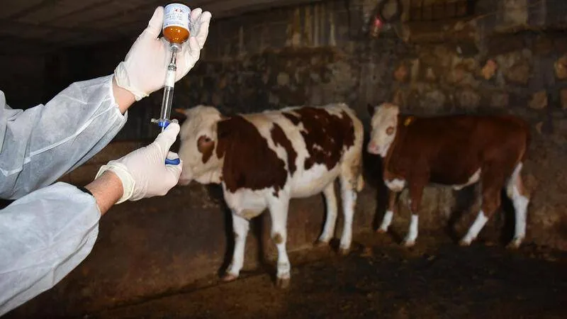 Bakan Yumaklı'dan Şok Açıklama: Hayvanlara Rekor Aşı Miktarı!