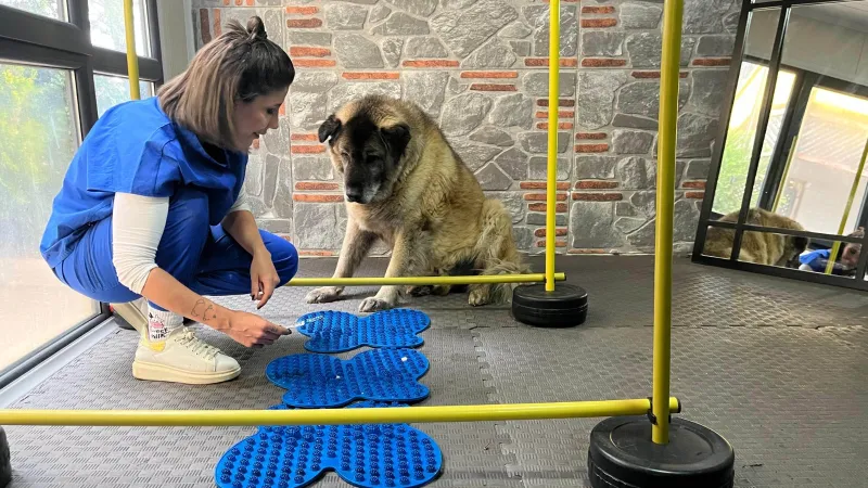 Obez Köpek Duman'ın Şaşırtan Dönüşümü: 3 Ayda 10 Kilo!