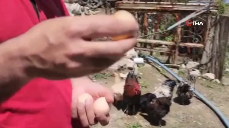 Kümese Girdi, Gördükleri Şoke Etti! Tavuklar Ne Yaptı?