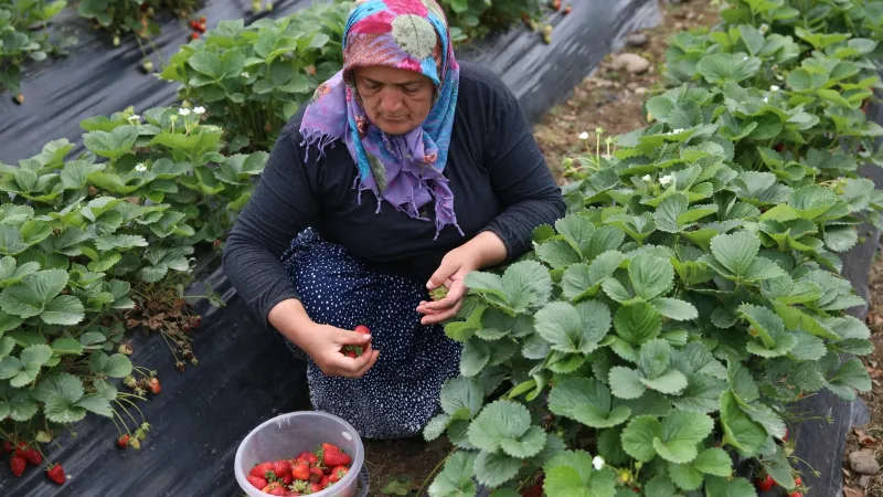 Ordu'da Çilek Sezonu Açıldı! Fındık Üreticisine Ek Gelir Müjdesi