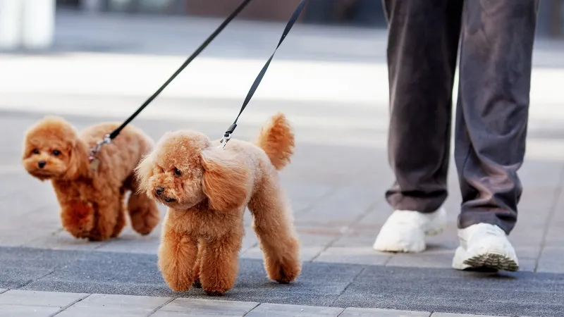 Köpek Gezdirme ile Ayda 60 Bin TL Kazanmak Mümkün mü? İşte Detaylar!