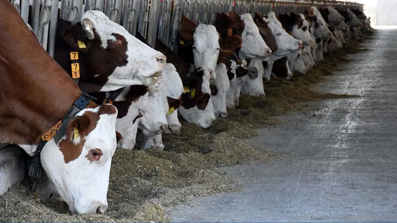 Ticaret Bakanlığı Kurban Bayramı öncesinde denetimlerini sürdürüyor