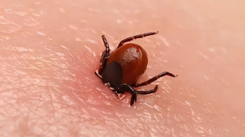 Kene Alarmı! Uzmanlardan Ölümcül KKKA Uyarısı